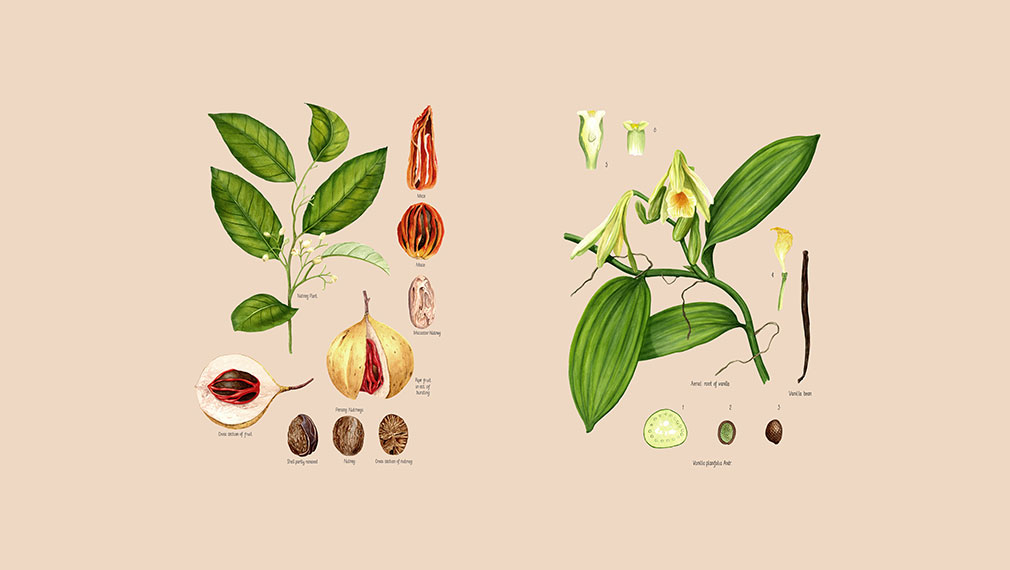 Bespoke botanical spice illustrations for London drink experience Spiced Dry Rum Club