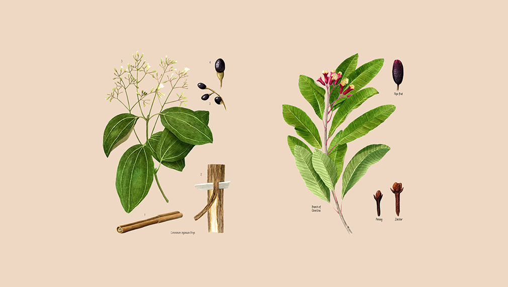 Bespoke botanical rum spice illustrations for bespoke experience Spiced Dry Rum Club
