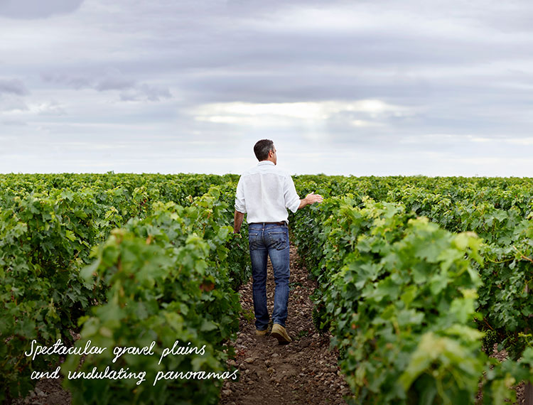A man walking through a vineyard in Bordeaux